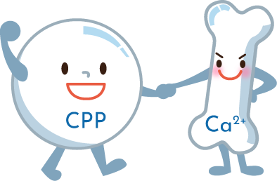 ActiCPP® combined with calcium doubles the effectiveness of calcium absorption.