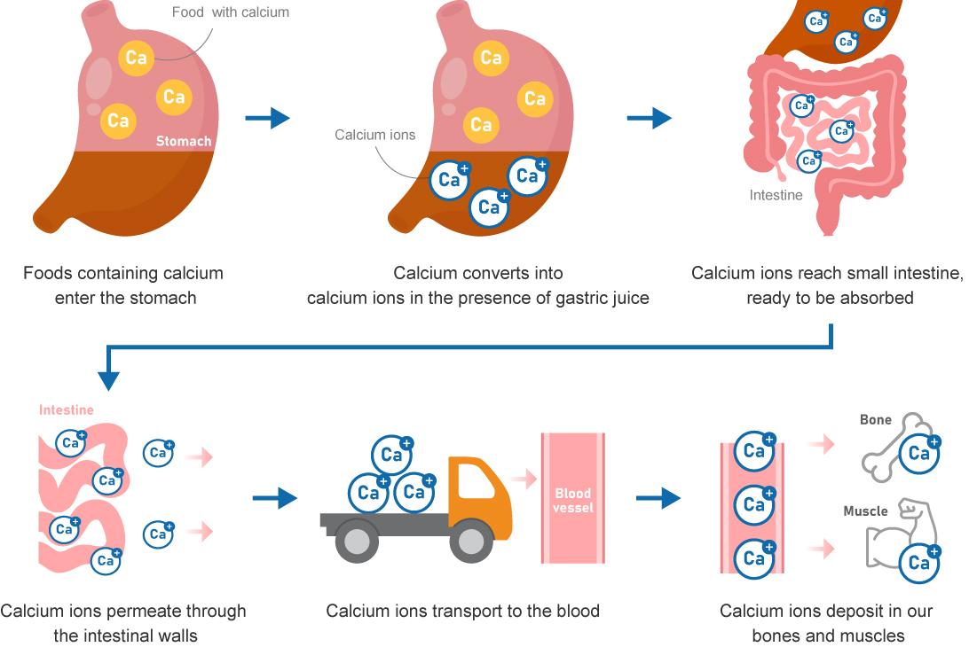 Optimal calcium absorption and functioning patterns in the body