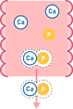 Calcium combines with phosphate, precipitates, and is subsequently excreted in vitro.