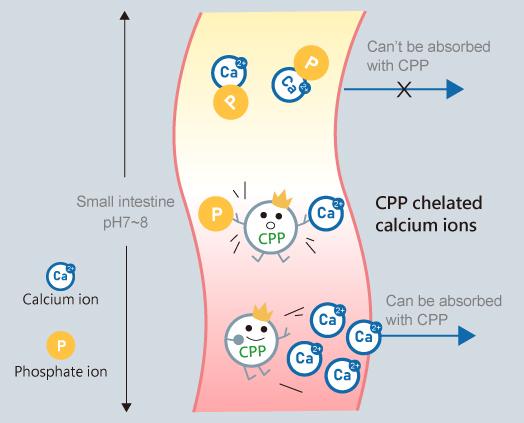 CPP enhances calcium bioavailability and prevents the majority of calcium from precipitating when it comes into contact with phosphoric acid and oxalic acid in the intestine, facilitating its excretion from the body.