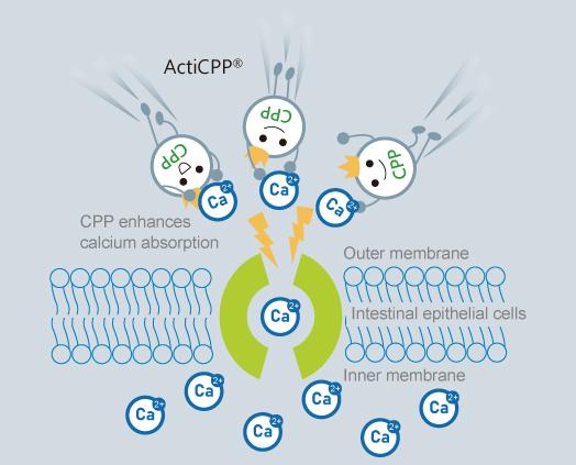 CPP enhances calcium absorption, making it a key factor for optimal calcium supplementation.