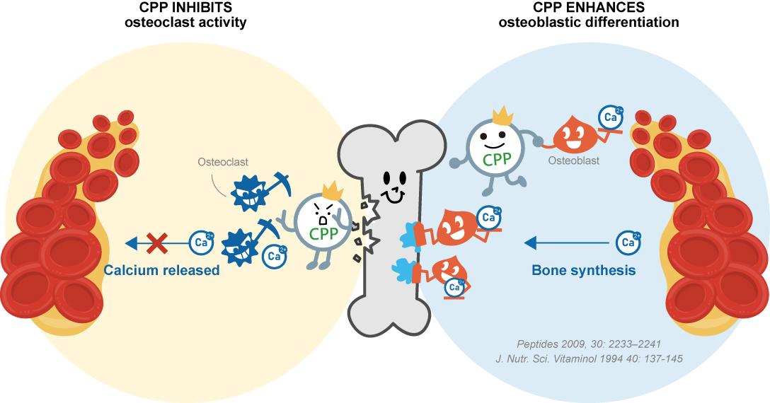 CPP regulates the balance of osteoclasts and osteoblasts and reduces the risk of osteoporosis